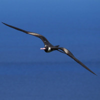 Christmas Island Frigatebird